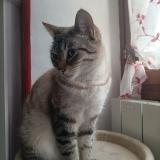 Picture of cat lost at Saint Lery