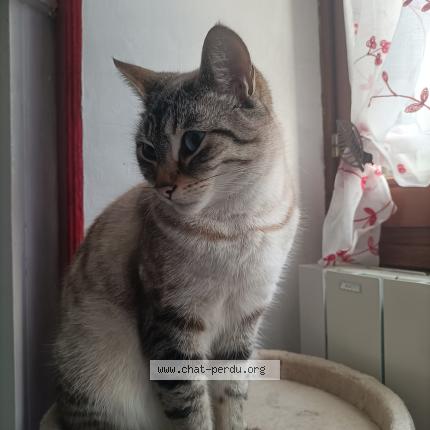 Photo 1/1 Ta&iuml;ko Chat lost in Saint lery