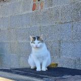 Photo of a cat found in Etaimpuis