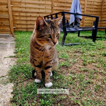 Photo 1/1 Jimi Chat lost in Villenave d ornon