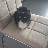 Picture of cat lost at Alleur