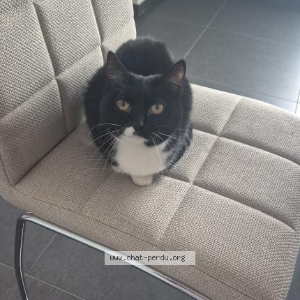 Foto 1/1 Poupousse Kat vermist in Alleur