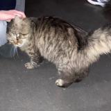Picture of cat found at Ploemeur