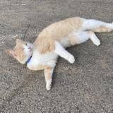 Picture of cat lost at Reclinghem