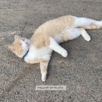 Photo 1/1 Tigrou Chat lost in Reclinghem