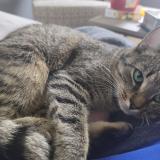 Picture of cat lost at Blegny