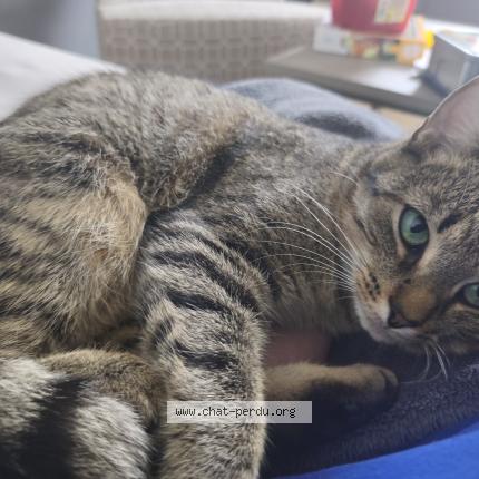 Photo 1/1 Happy Chat lost in Blegny