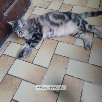 Foto 1/1 Kat teruggevonden Vermist in Tournai