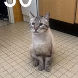 Picture of cat lost at Montpellier