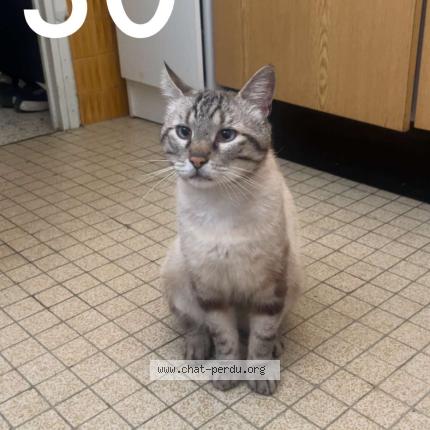 Photo 1/1 Mickey Chat lost in Montpellier