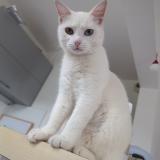 Picture of cat lost at Le Havre