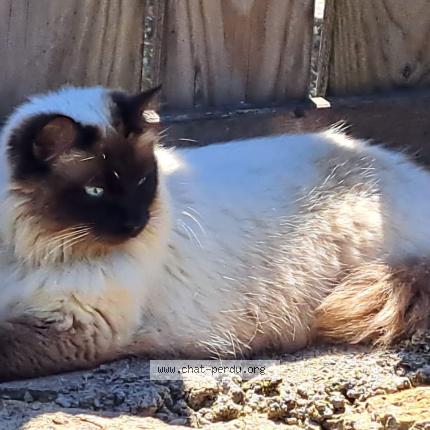 Photo 1/1 Tina Chat lost in Niort