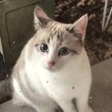 Picture of cat found at La Planche