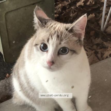 Photo 1/1 Found cat Found in La planche