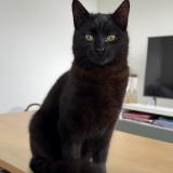 Picture of cat found at Tours