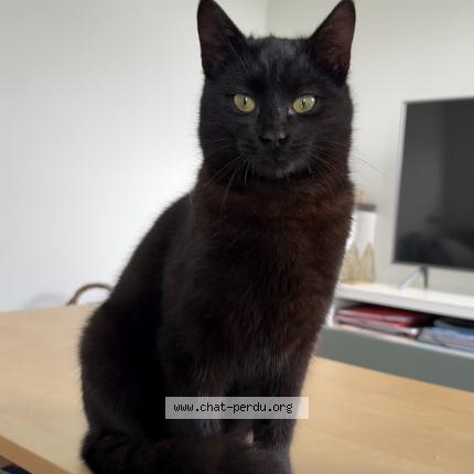 Photo 1/1 Found cat Found in Tours