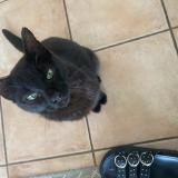 Picture of cat lost at Dompierre Sur Yon