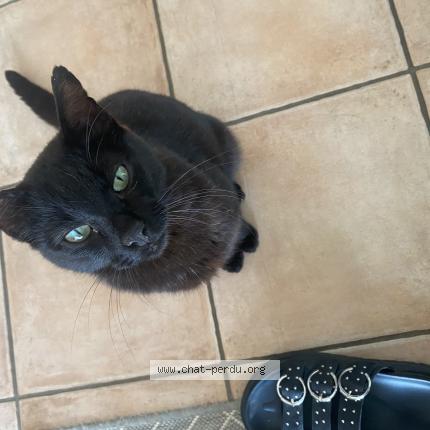 Photo 1/1 Jimmy Chat lost in Dompierre sur yon