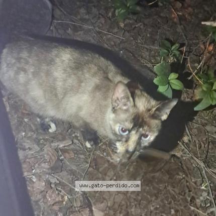 Photo 1/1 Found cat Found in Fuenlabrada