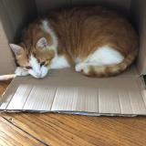 Picture of cat lost at Ternand