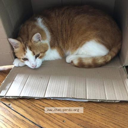 Photo 1/1 Rouky Chat lost in Ternand