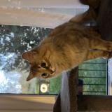 Picture of cat found at Chatenay Malabry