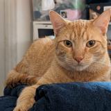 Picture of cat lost at Lomas De Zamora