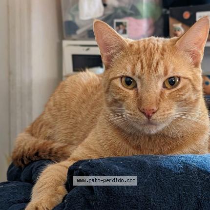 Photo 1/1 Chatran Chat lost in Lomas de zamora