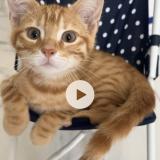 Picture of cat lost at Aulnay Sous Bois