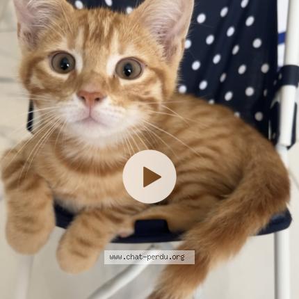 Photo 1/1 Cheetos Chat lost in Aulnay sous bois