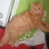 Picture of cat lost at Chateau La Valliere