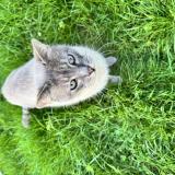 Picture of cat found at Conflans Sainte Honorine