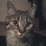 Picture of cat lost at Saint Egreve