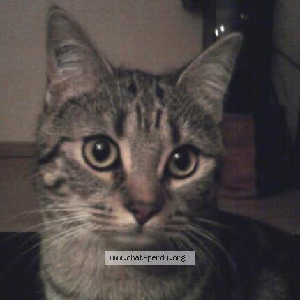 Photo 1/2 Kitty Chat lost in Saint egreve