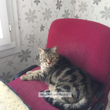 Photo 2/2 Kitty Chat lost in Saint egreve