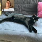 Picture of cat lost at Bezannes