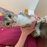 Picture of cat found at Mouvaux