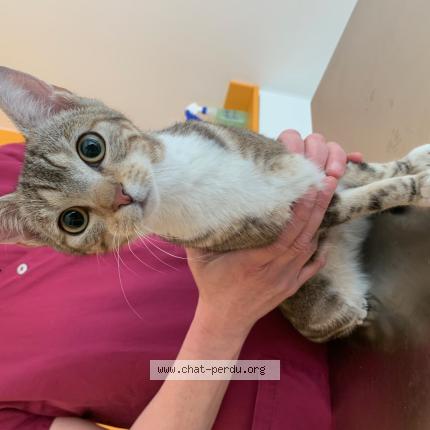 Photo 1/1 Found cat Found in Mouvaux