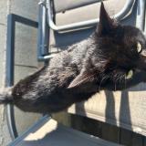 Picture of cat found at Montblanc