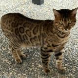 Picture of cat lost at Echirolles