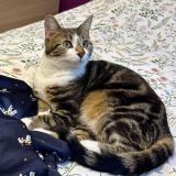 Picture of cat lost at Provin