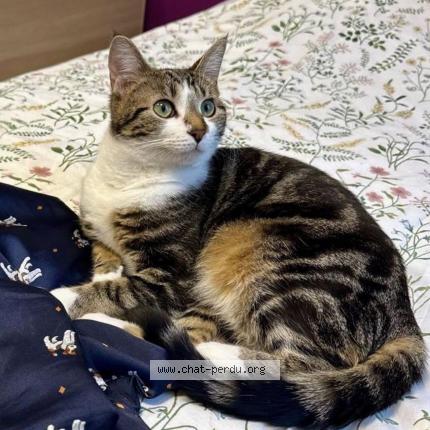 Photo 1/1 Izzie Chat lost in Provin