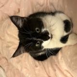 Picture of cat lost at Narbonne