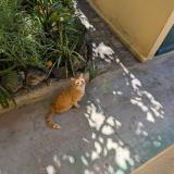 Picture of cat found at Nice