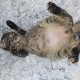 Picture of cat lost at Corps Nuds