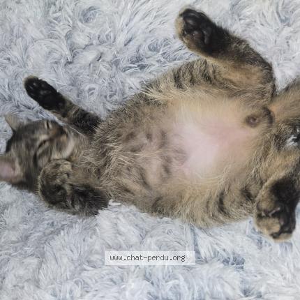 Photo 1/1 Simba Chat lost in Corps nuds