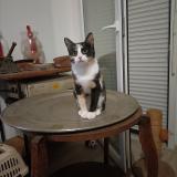 Picture of cat lost at Villeneuve D Ascq