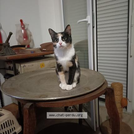 Photo 1/1 Bella Chat lost in Villeneuve d ascq