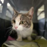 Picture of cat found at Montauban