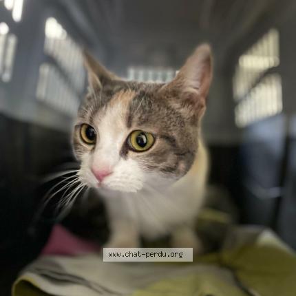 Photo 1/1 Found cat Found in Montauban